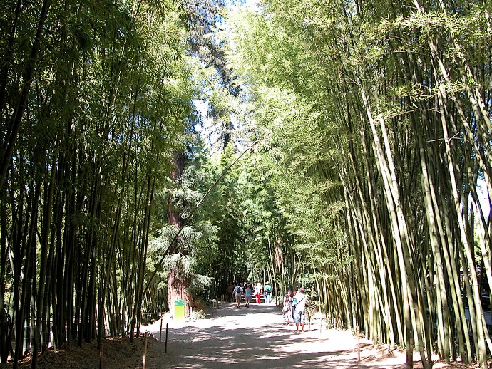 Allée de bambous