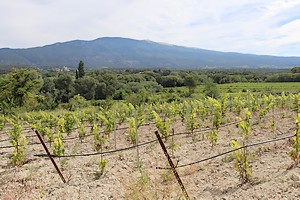 Paysage viticole autour du sommet