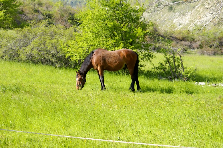Vière (Alpes-de-Haute-Provence) - Un cheval à proximité du lavoir