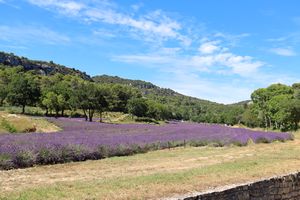 Champ de lavande à proximité de l'abbaye