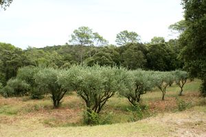 Champ d'oliviers derrière l’abbaye