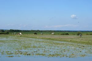 Paysage camarguais