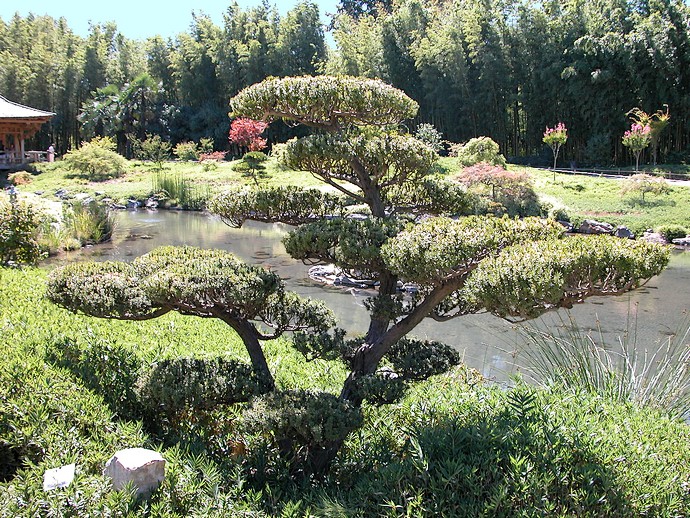 Anduze (Gard) - Autre variété d’arbuste