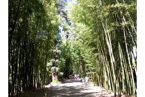 Allée de bambous