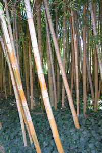 Une variété de bambou