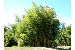 Au jardin