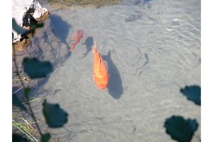 Faune aquatique
