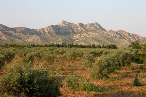 A proximité des Opies