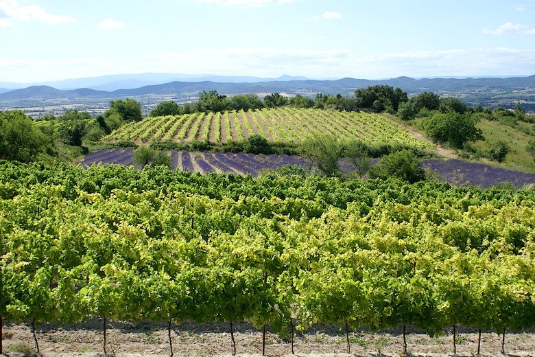 Un paysage viticole