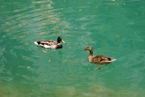 Deux canards