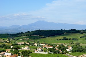 Paysage viticole avec vue sur le mont Ventoux