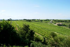 Paysage viticole