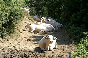 Des vaches en pleine nature