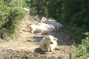 Des vaches en pleine nature