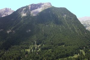 Un Massif Alpin boisé