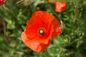 Un coquelicot