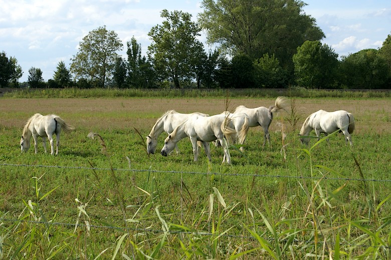 Etang de Vaccarès (Bouches-du-Rhône) - Chevaux de Camargue dans le pourtours de l'étang