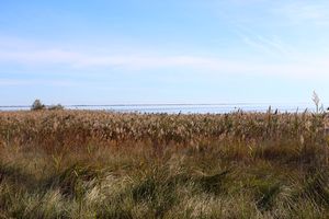 Dans le nord de l'étang