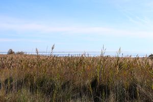 Retour dans le nord de l'étang