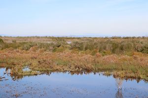 Marais à proximité de l'étang