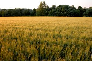 Champ agricole au pied du château