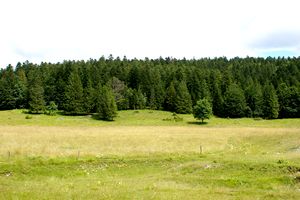 Un massif forestier environnant