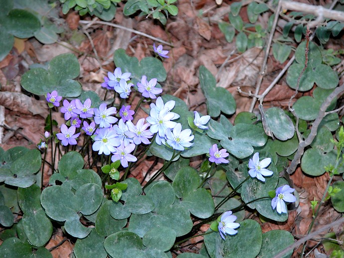 Gorges de la Nesque (Vaucluse) - Fleurs sauvages du coin