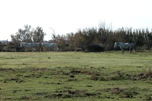 Chevaux de Camargue à l'horizon