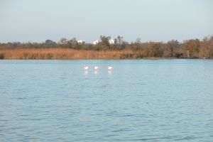 Flamants roses à l'horizon