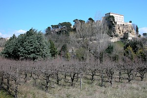 Vignoble au pied du château