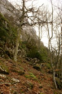 Au coeur de la forêt