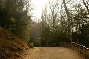 Traversée de la forêt