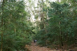 Au coeur de la forêt domaniale