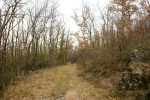 Au coeur de la forêt domaniale