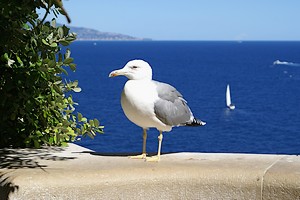 Un albatros