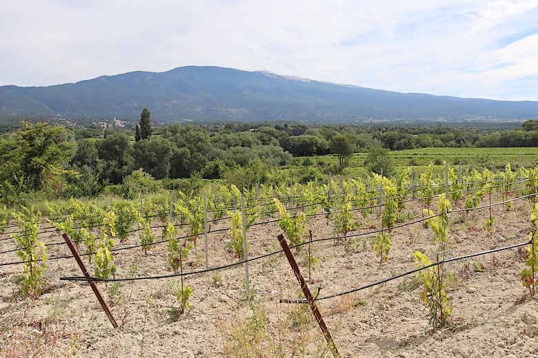 Mont Ventoux (Vaucluse) - Paysage viticole autour du sommet