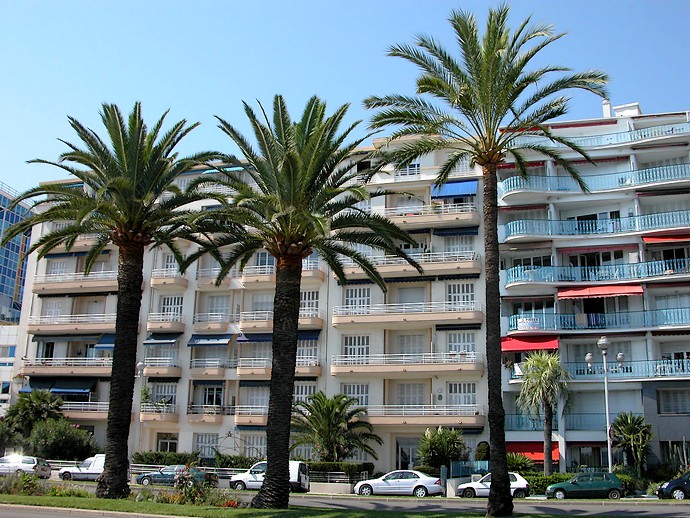 Nice (Alpes-Maritimes) - Des palmiers