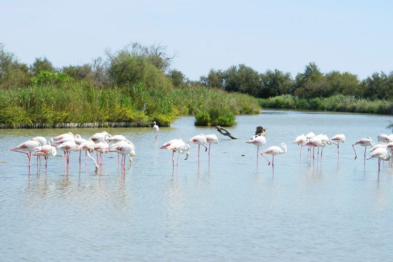 En Camargue - Parc ornithologique de Pont-de-Gau