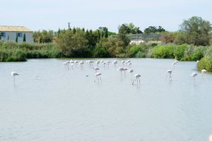 Flamants roses