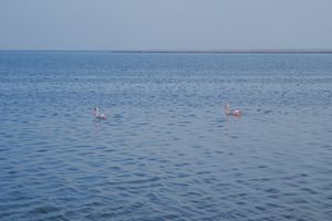Flamants Roses