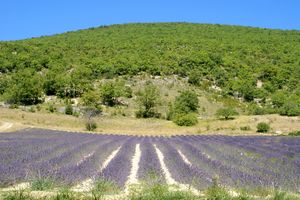 Champ de lavande