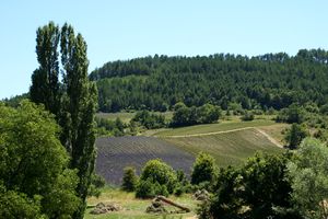 Champs de lavande à l'horizon