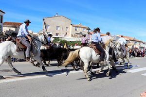 Un léger aperçu des Taureaux