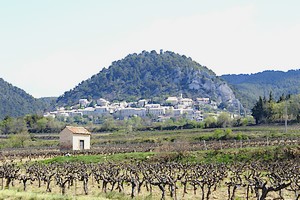 Champs de vignes au pied du village