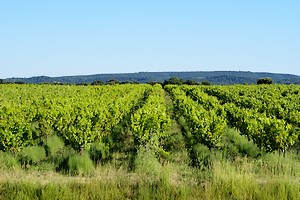 Paysage viticole à proximité du village
