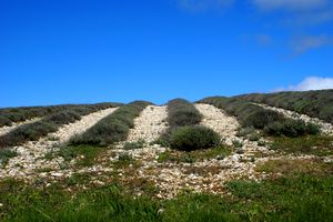 Champ de lavande